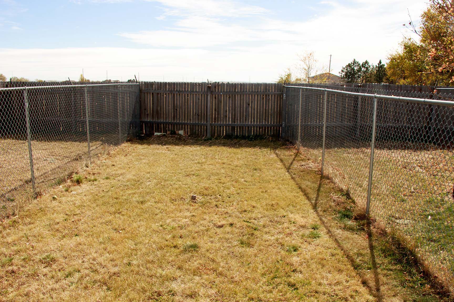 Supervised group play at Countryside Pet Care
